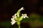 Small green wood orchid
